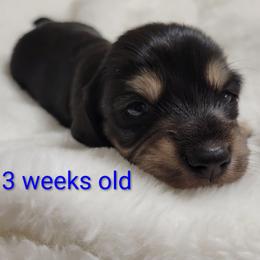 George - Black and tan male Dachshund puppy in Kempner, Texas from Russell Farms Dachshund