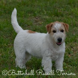 Trix - Russell Terrier