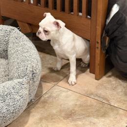 White Cream boy 1 - Black and white male Boston Terrier puppy in Madera Acres, California from Muggin Bostons Terriers and Mini Dachshund