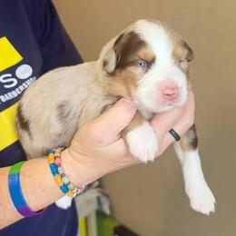 Jasper - Red merle male Australian Shepherd puppy in Williston, Florida from Over The Rainbow Aussies