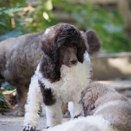 Poodle Puppies from Mystic Moon Poodles