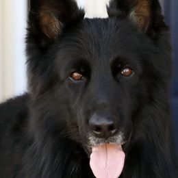 Nicoh - German Shepherd