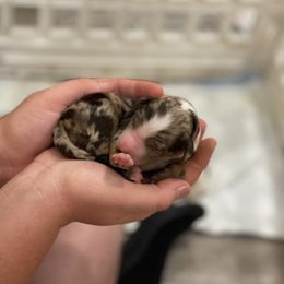 Aussiedoodle Puppies from Home Grown Doodles