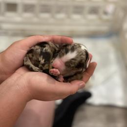 Aussiedoodle Puppies from Home Grown Doodles