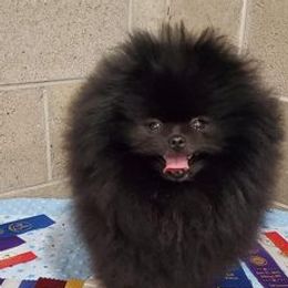 Pomeranians from Epiphany Pomeranians