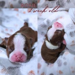 Rosie - Red female Boston Terrier puppy in Bakersfield, California from Sacred Paw Sanctuary