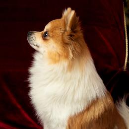 TIA - Pomeranian