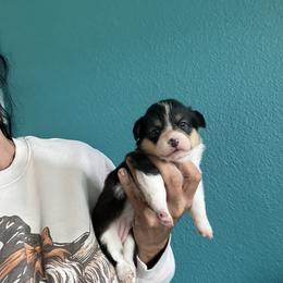 Girl 2 - Black and tan female Pembroke Welsh Corgi puppy in Chino Valley, Arizona from Blecker Kennel