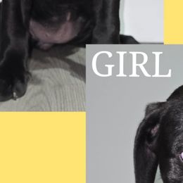 Cane Corso from Angel Ballard