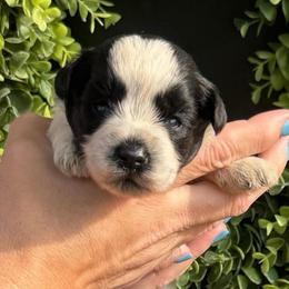 Cooper - Grey-black collar - Parti male Miniature Schnauzer puppy in Oneonta, Alabama from Murphree Valley Kennels