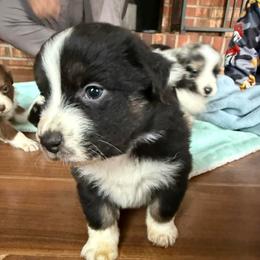 Valentino - Black tri-color male Australian Shepherd puppy in Yadkinville, North Carolina from Gold Leaf Farm & Kennels