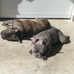 French Bulldog All Grown Up from Queens of The South Frenchies