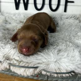 Glaze - Cream female Dachshund puppy in Payette, Idaho from NT Mini Doxies