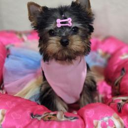 Little Esther - Black and gold female Yorkshire Terrier puppy in Orlando, Florida from Twilights Yorkies FL