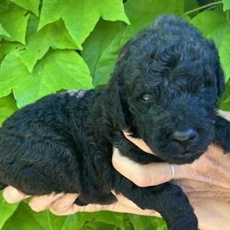 Tan collar - Sable male Goldendoodle puppy in Fairfield, California from Twin Sisters Doodles