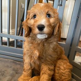 Goldendoodle Puppies from BB Doodles