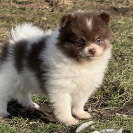 AKC Vecna - Chocolate parti male Pomeranian puppy in Saint Ignatius, Montana from Pomeranians Montana