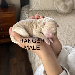 Ranger - Cream male Poodle puppy in Pueblo West, Colorado from Little Paws Poodles