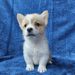 Clove - Red male Pembroke Welsh Corgi puppy in Castle Rock, Washington from Heckman Corgis