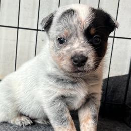 Boy 4 - Blue male Australian Cattle Dog puppy in Irvington, Kentucky from Dry Valley’s Australian Cattle Dogs