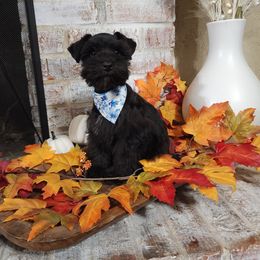 Miniature Schnauzer Puppies from C&E'S Schnauzers