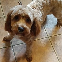 Zoey - Cavapoo