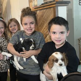 Cavalier King Charles Spaniels, Miniature Pinschers, Miniature Schnauzers, and Shih Tzus from Boggy Depot Cavaliers & Friends
