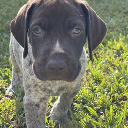 German Shorthaired Pointer Puppies from Dem Feuerhaus Gun Dogs