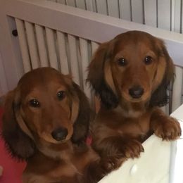 Dachshunds from Royall T Dachshunds