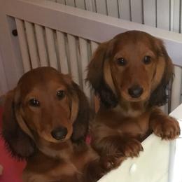 Dachshunds from Royall T Dachshunds