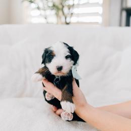 Eclair - Tri-color female Bernedoodle puppy in Murray, Utah from Sun Valley Doodles
