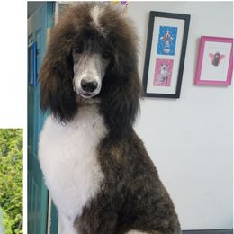 Lette - Poodle