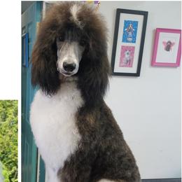 Lette - Poodle