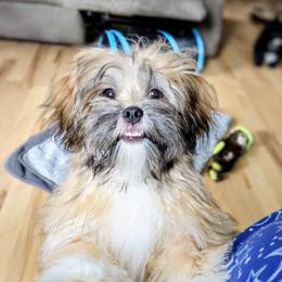 Tabi - Red female Lhasa Apso puppy in Hillsboro, Oregon from Luv-N-Laughter Lhasa Apsos