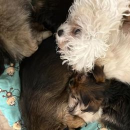 Pekingese and Yorkshire Terriers from Southern Bells