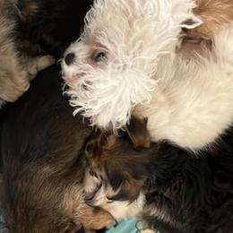 Pekingese and Yorkshire Terriers from Southern Bells