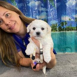 Boy 1 - White male Bichon Frise puppy in Apple Valley, California from God’s Creatures