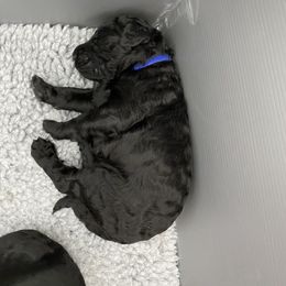 Poodle Puppies from The Rad Poodles