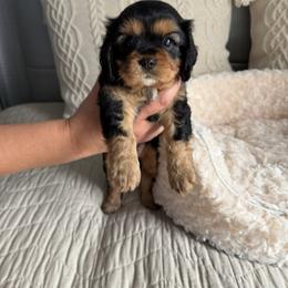 Girl 1 - Black and tan female Cavalier King Charles Spaniel puppy in Spokane Valley, Washington from Olga's Cavalier King Charles Spaniels