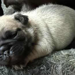 Girl 1 - Fawn female Pug puppy in Saugus, Massachusetts from Pug Puppies of Boston