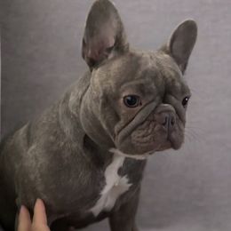 French Bulldogs from Melanie Nicely