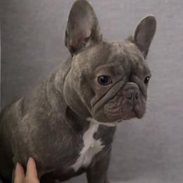 French Bulldogs from Melanie Nicely