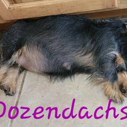 Voodoo - Dachshund