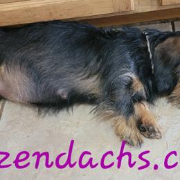 Voodoo - Dachshund