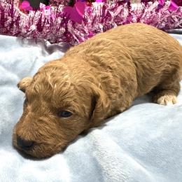 Red male 2 - Red  male Poodle puppy in Williston, Florida from JD French Bulldogs, Mini Poodles, and Border Collies