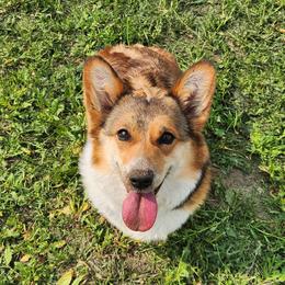 Aspen - Red Pembroke Welsh Corgi puppy in Kiowa, Colorado from Cool Water Corgis LLC