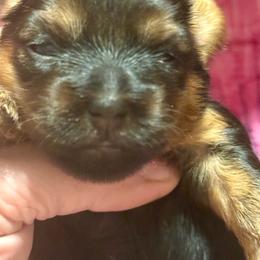 Dulce - Black and tan female Yorkshire Terrier puppy in Tangipahoa County, Louisiana from Riche’ Louisiana Yorkies