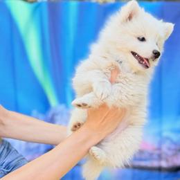 Simon-Blue - White male American Eskimo Dog puppy in Squaw Valley, California from Bear Mountain