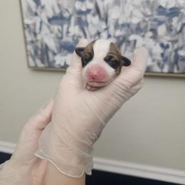 Rory - White and red male Pembroke Welsh Corgi puppy in Tomball, Texas from Larsen Loved Corgis