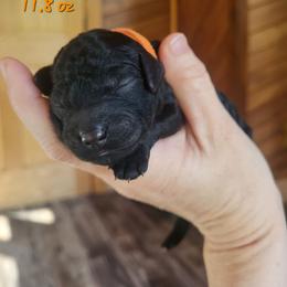 Orange-Collar - Black female Goldendoodle puppy in Fairmont, West Virginia from Mountainside Doodles, LLC